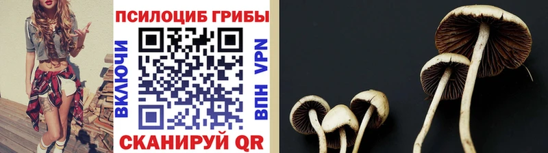 Псилоцибиновые грибы Psilocybe Добрянка